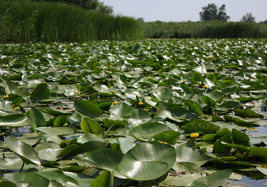  жовті (Nuphar lutea)